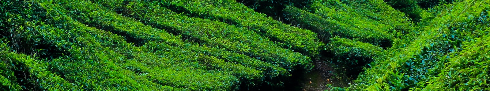 Munnar Taxi Services